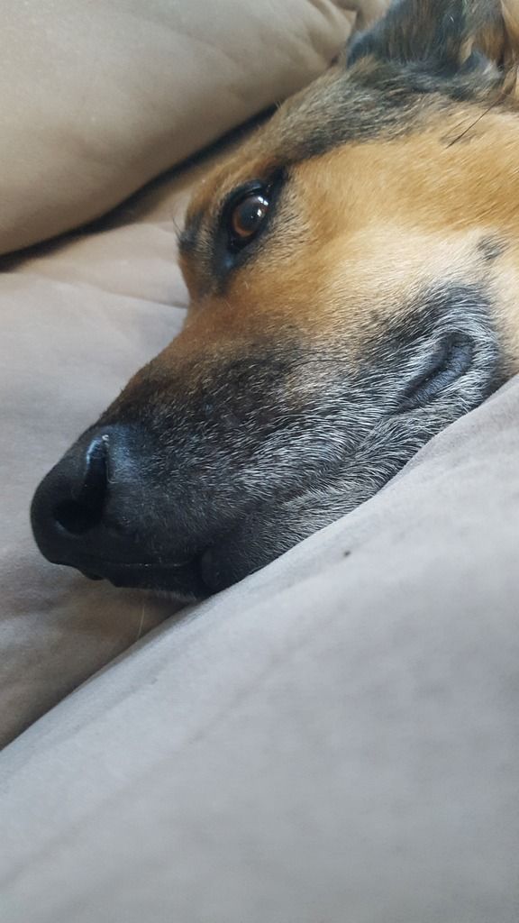 I've lost both my boyhood dogs to spleen rupture in the last 5 months